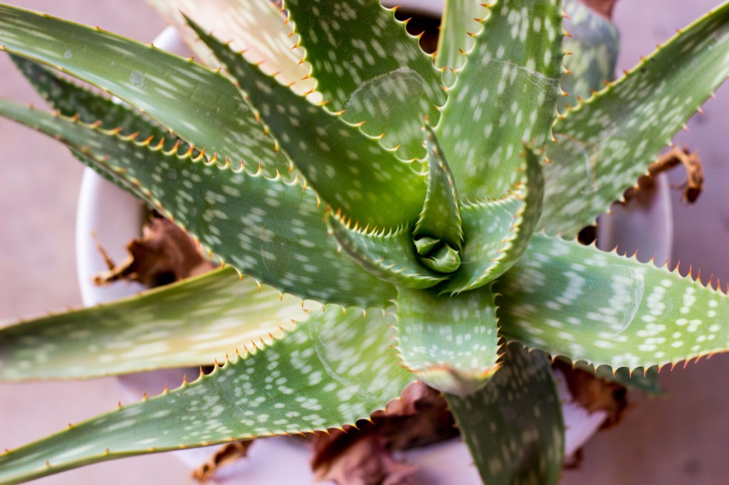 Green Tomato Southwest Panzanella Salad with Cilantro Lime Vinatgrette-9712