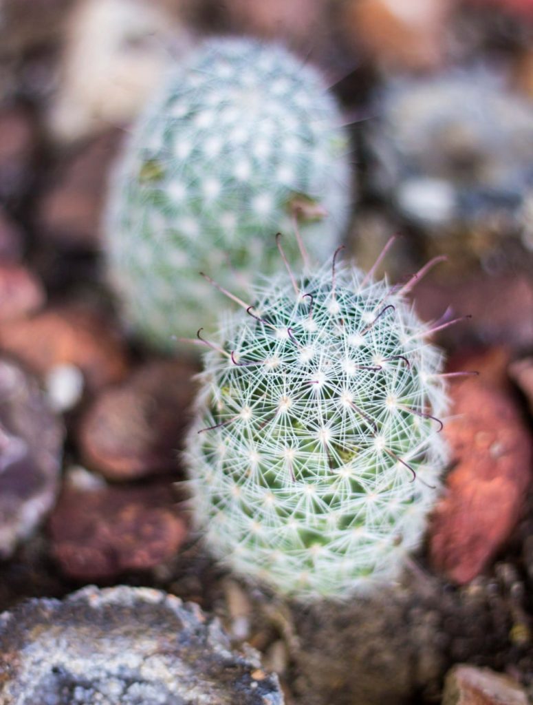 Green Tomato Southwest Panzanella Salad with Cilantro Lime Vinatgrette-9719