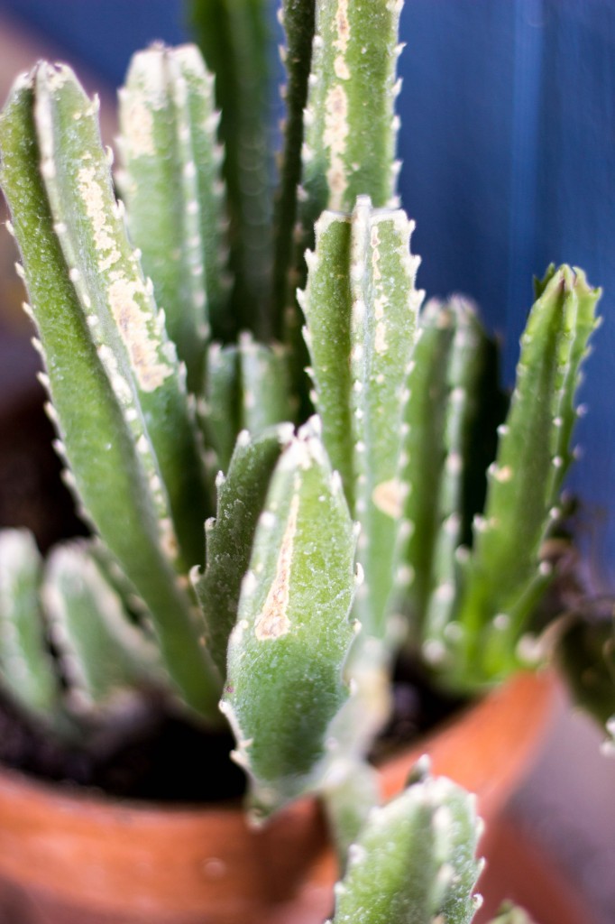 Green Tomato Southwest Panzanella Salad with Cilantro Lime Vinatgrette-9721