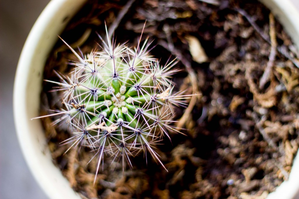 Green Tomato Southwest Panzanella Salad with Cilantro Lime Vinatgrette-9722