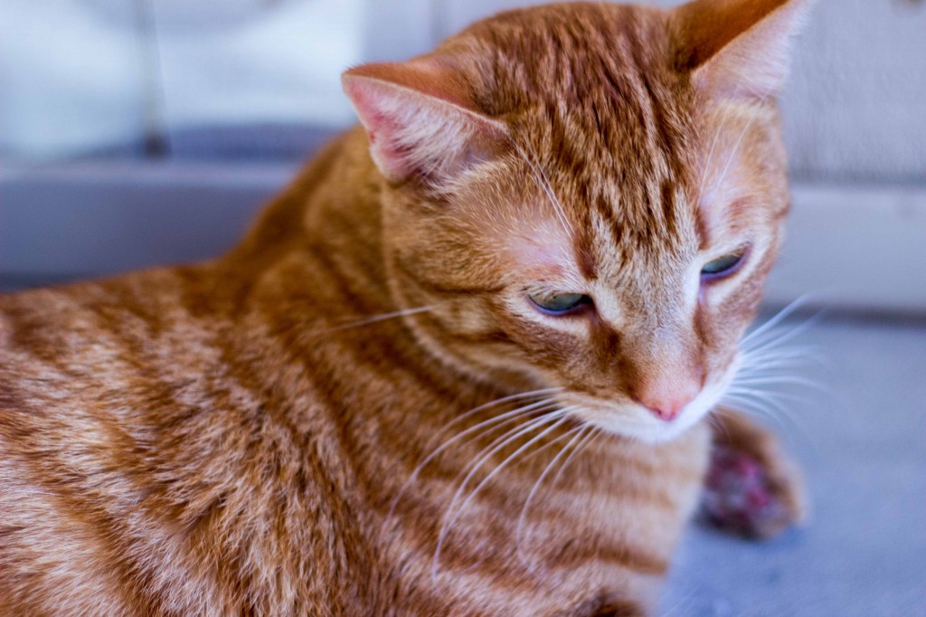 Green Tomato Southwest Panzanella Salad with Cilantro Lime Vinatgrette-9728