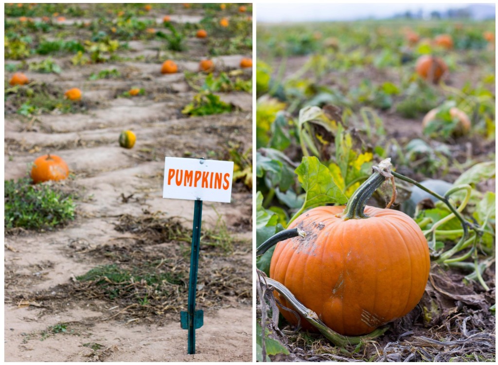 Pumpkin Patch